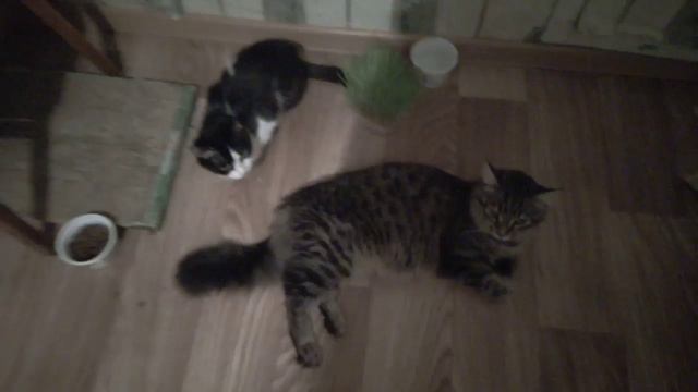 19 апреля 2020 г. смотреть онлайн