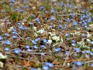 Поляна на вершине горы Лобан. Орджоникидзе. Крым.