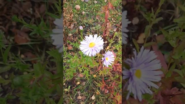 Осенние астры??? #астры #осенниеастры #asters #紫苑