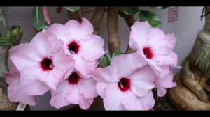 Адениумы июль балкон