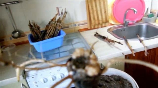 Посадка чубуков винограда смотреть онлайн