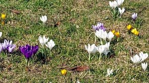КРОКУСЫ...КРОКУСЫ...КРОКУСЫ...