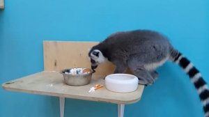 Lemur. Очень милый Лемур ест и умывается.