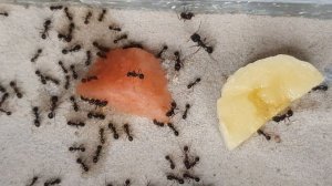Ant eating/Муравьи едят/Что они выбрали?/Арбуз или банан? 4К