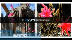 виды кактусов и их названия
