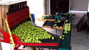 КАЛИБРОВКА ЯБЛОК, СОРТИРОВКА ЯБЛОК, SORTER, аналог GREEFA A3 UP