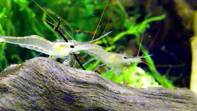 Caridina caerulea Креветка Павлин из  Сулавеси смотреть онлайн