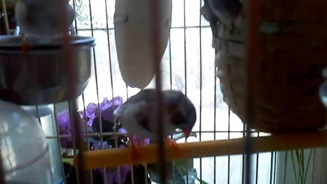 АМАДИНЫ смотреть онлайн