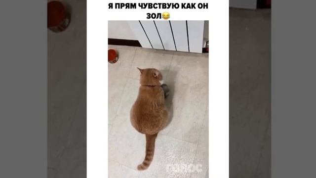 Как кормить кота. Кот просит еду. Гремит миской. Голодный кот. Злой кот. Кот бешеный. Жрать давай