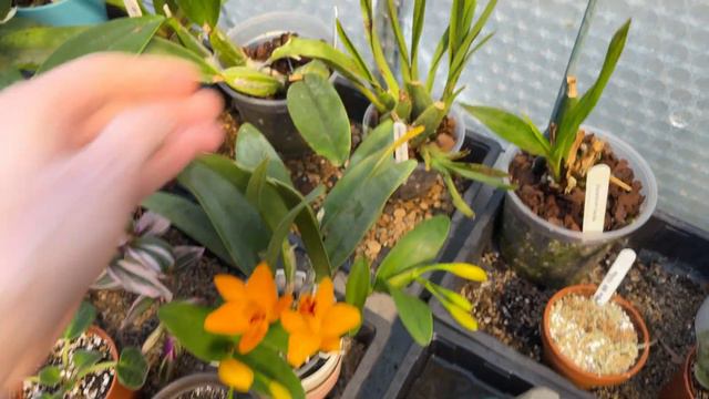 MARCH GREENHOUSE TOUR смотреть онлайн