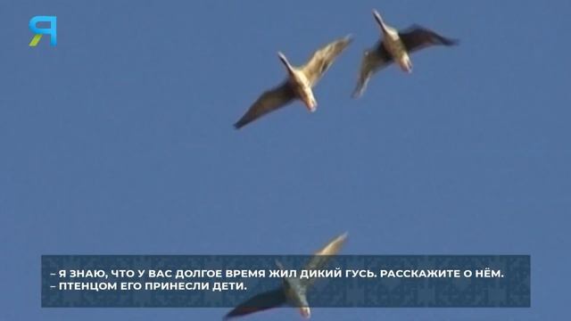 Кочевье с палатками, дикий гусь и лето у моря. Жизнь коми оленеводов Ненецкого АО | Изьватас олэм смотреть онлайн