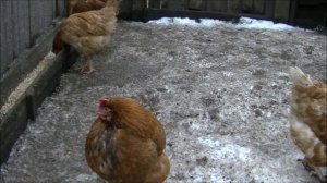 порода кур Хайсек