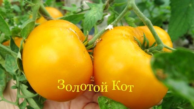 50 новых сортов от Людмилы Кодзасовой! Готовлюсь к сезону 2023 смотреть онлайн