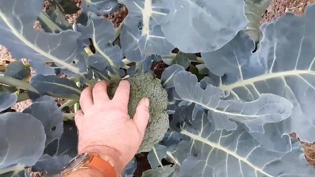 Капуста брокколи. Гибрид "Батавия". Урожай 2020 года. смотреть онлайн