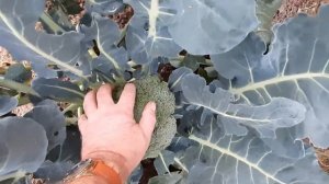 Капуста брокколи. Гибрид "Батавия". Урожай 2020 года.