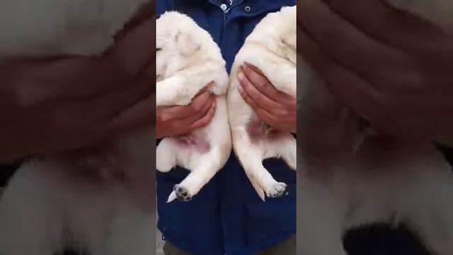 9999330033 SUPERB QUALITY LABRADOR MALE AND FEMALE AVAILABLE FOR SALE. смотреть онлайн