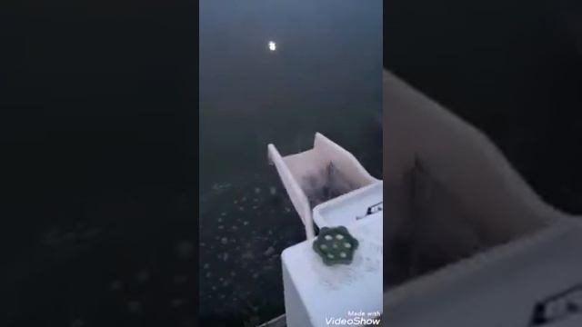 Запуск карпа на большой водоём в кокино. 16.05.19. смотреть онлайн