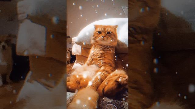 #Приколы#Кот#Юмор#Собака#Смехдослез#Prikoly#Kot#Yumor#Sobaka#Smekhdoslez