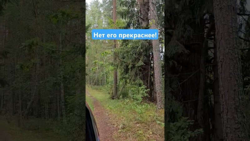 Белорусский лес - самый красивый лес!