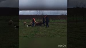 ВЕЛЬШ-КОРГИ -КАРДИГАН  ТРЕНИРОВКА  ПАСТЬБА ОВЕЦ