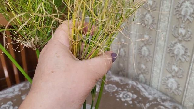 Циперус гаспан зацвёл! 30.03.2023. смотреть онлайн