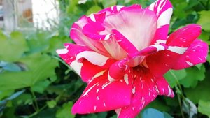 ПОСАДКА РОЗ ЛЕТОМ. ПРАВИЛА ПОСАДКИ РОЗ.