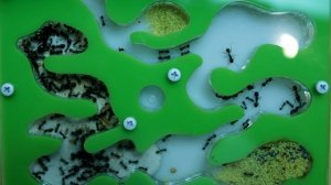 Как выбрать муравьиную ферму и муравьёв?