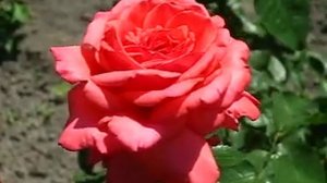 Цветы. Роза Фройде. (Радость)