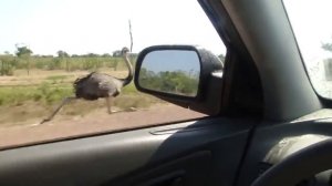 Дорожный бегун существует или страус развил скорость более 50 км/ч