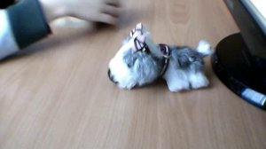 пекинес и ши тцу the dog coiiection 2 часть