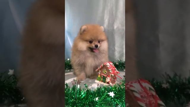 Рыжий мальчик померанский шпиц продажа