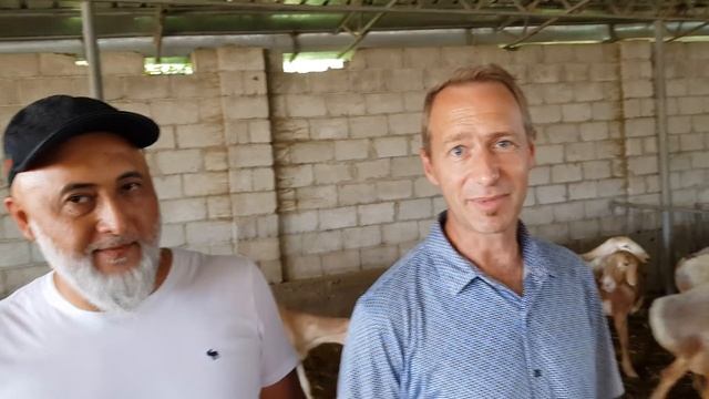 Овцы Авганские, Арашан, Гиссар. Кыргызстан. Анвар Рустемов +77017224679(ватцап)