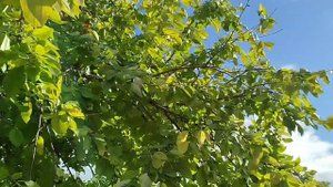 Дачный вайб.mp4