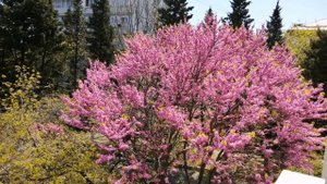 ТУАПСЕ . ЦЕРЦИС или багрянник европейский. Весна.