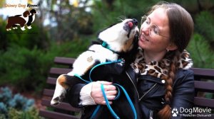 Миниатюрная американская овчарка miniature american shepherd