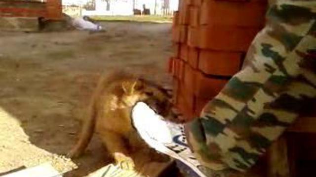 Собачья жизнь 2