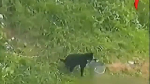 Улетные животные Выпуск 7 смотреть онлайн