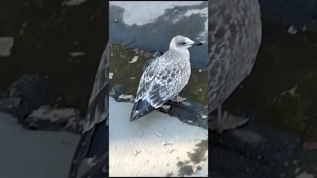 Птенец чайки в городе.//