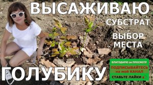 ВЫСАЖИВАЮ ГОЛУБИКУ