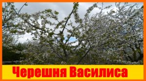 черешня Василиса  // Черешня Василиса (Черешня Vasilisa). Краткий обзор