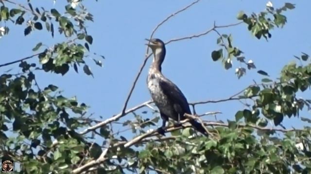 Большой баклан на ветке, река Бзыбь, Абхазия 2022 / Bird watching #бакланы #cormorant #birdwatching