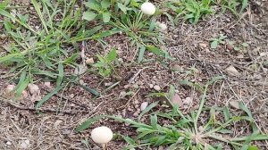 Грибы Поганки