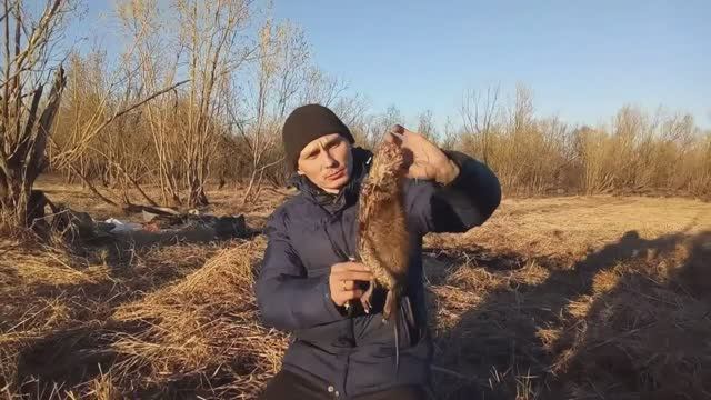 Разделывание и приготовление ондатры смотреть онлайн