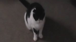 Panasonic SDR-H80 Quality Test #2