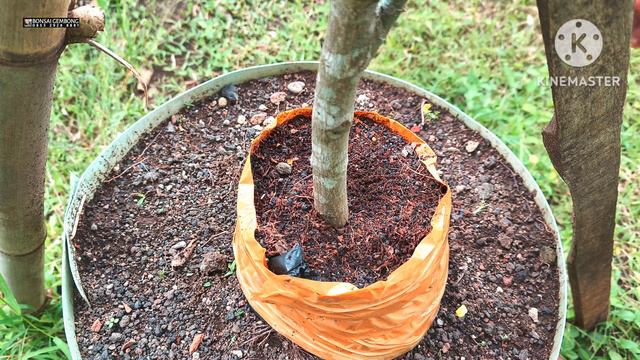 Bahan Bonsai Red Maple смотреть онлайн