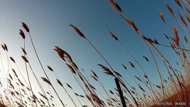 Гуси 2023 Саратов смотреть онлайн