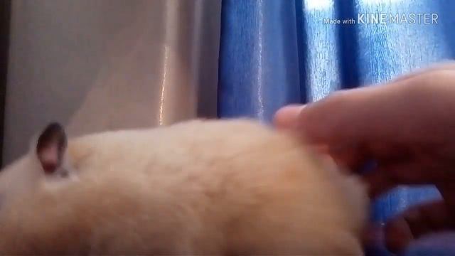 КАК ПРИРУЧИТЬ ХОМЯКА 🐹