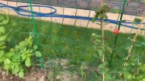 Видео отзыв о питомнике Лучший Сад от нашей клиентки Екатерины