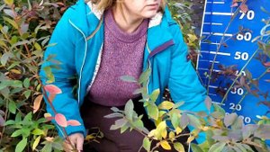 Обзор саженцев голубики. Двухлетние, трехлетние и четырехлетние саженцы голубики осень 2020г.