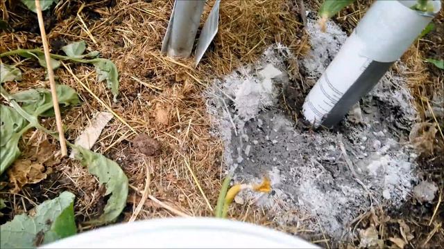 Если ОГУРЦЫ удобряем и поливаем правильно и вовремя-урожай обеспечен до самой поздней осени.